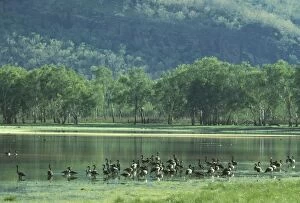 Images Dated 2nd May 2008: Magpie Geese - at water Nourlangie Rock, Kakadu National Park, Northern Territories, Australia