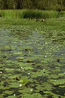 Billabong Prints: Magpie Geese - Yellow Water billabong with waterlilies (Nymphoides indica) - Kakadu National Park (World Heritage Area)