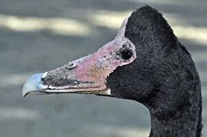 Images Dated 26th July 2012: Magpie Goose