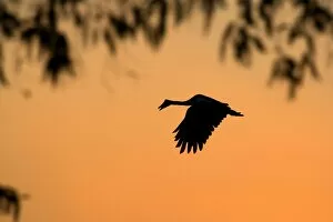 Magpie Goose - adult Magpie Goose in flight at sunset with only its silhouette visible