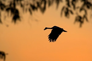 Images Dated 24th June 2008: Magpie Goose - adult Magpie Goose in flight at sunset with only its silhouette visible