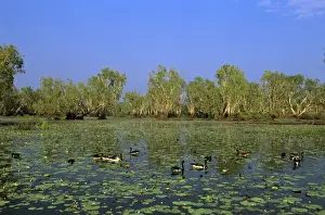 Magpie Goose - Feeding in Yellow Water, Kakadu National Park (World Heritage Area), Northern Territory, Australia JPF51422