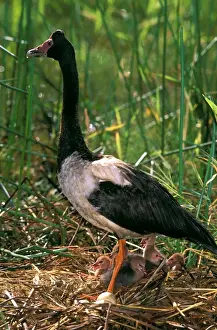 Magpie Goose - female on floating nest with chicks on the flood plains of Mary River after the wet Northern Territory, Australia JPF52524