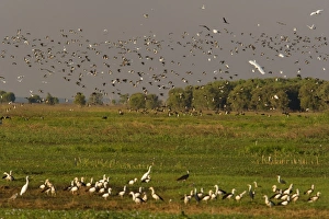 Images Dated 16th August 2008: Magpie Goose - hugh flock of Magpie Geese and different types of egret