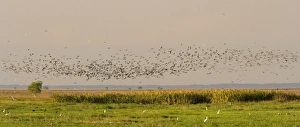 Images Dated 16th August 2008: Magpie Goose - hugh flock of Magpie Geese flies over wetlands about to land