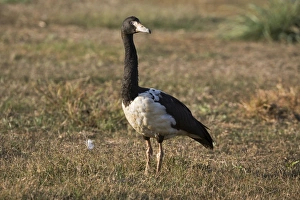 Images Dated 29th September 2007: Magpie Goose At Mt Barnett sewage ponds, Gibb River Road, Kimberley, Western Australia