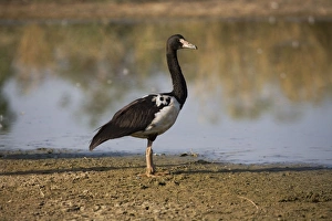 Images Dated 29th September 2007: Magpie Goose At Mt Barnett sewage ponds, Gibb River Road, Kimberley, Western Australia