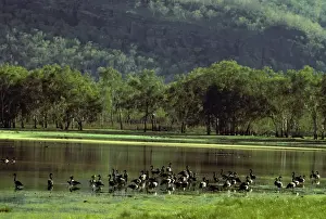 Magpie Goose - Nourlangie Rock, Kakadu National Park (World Heritage Area), Northern Territory, Australia, Southern New Guinea and Northern Australia JPF02388