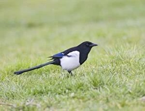 Magpie - on grass side view
