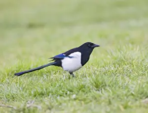 Magpie - on grass side view West Wales UK 005405