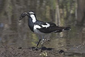 Magpie-Lark - collecting nesting material