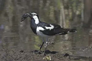 Collecting Prints: Magpie-Lark Collecting nesting material Mt Isa sewage ponds, Queensland, Australia