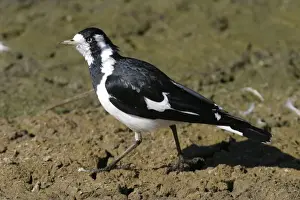 Magpie Larks Prints: Magpie-Lark Female Alice Springs Sewage Ponds, Northern Territory, Australia