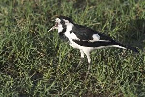 Images Dated 25th May 2004: Magpie-lark - female. Popularly known as Pee-wee and Mudlark