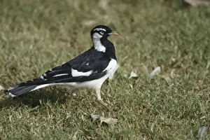 Magpie-Lark Male Alice Springs, Northern Territory, Australia