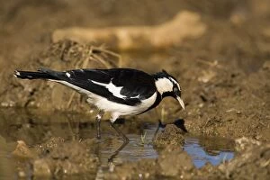 Magpie-lark - male at overflowing cattle trough