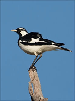 Magpie-lark - A male - perched on a stick - at Alkipi