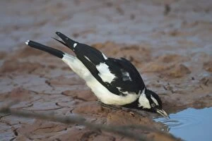 Images Dated 5th May 2004: Magpie-lark - male. Popularly known as Pee-wee and Mudlark, but DNA testing has shown it to be a