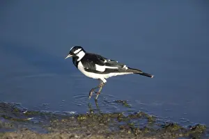 Magpie Larks Prints: Magpie-lark - by water - Alice Springs Water Treatment Plant