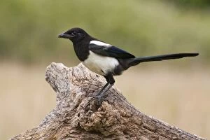 Images Dated 8th July 2006: Magpie - on log