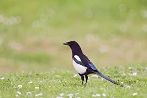 Magpie - in meadow with daisies