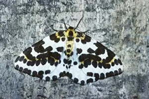 Magpie Moth - Belgium