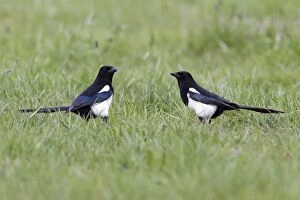 Images Dated 19th April 2012: Magpie - pair on ground searching for food