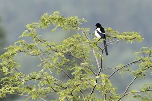 Images Dated 23rd June 2010: Magpie - perched in Robinia tree - Lower Saxony - Germany