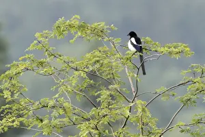 Magpie Prints: Magpie - perched in Robinia tree - Lower Saxony - Germany