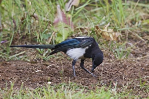 Images Dated 4th August 2010: Magpie - preening using ants - anting