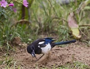 Magpie - searching for ants
