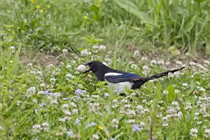 Magpie - stealing Pheasant egg - Bedfordshire UK 11023