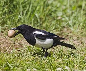 Images Dated 3rd June 2010: Magpie - stealing pheasants egg - Bedfordshire UK 10582