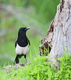 Corvid Collection: Magpie - on stump in meadow - Bedfordshire UK 10180