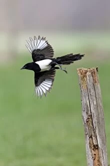 Magpie - in take-off flight