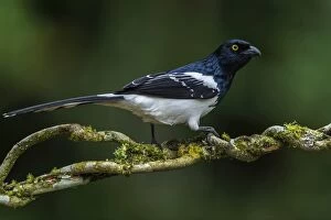 Images Dated 8th September 2014: Magpie Tanager, Atlantic Forest, Sao Paulo, Brazil