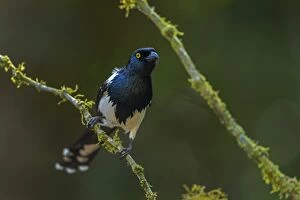 Magpie Tanager, Atlantic Forest, Sao Paulo, Brazil