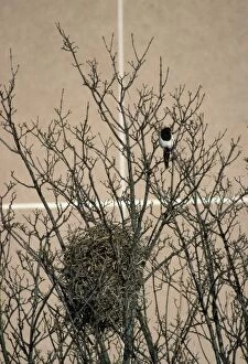 Images Dated 16th December 2010: Magpie - urban nest site