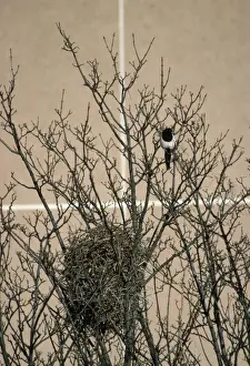 Magpie Prints: Magpie - urban nest site
