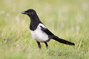 Magpie Prints: Magpie - young - Cornwall - UK