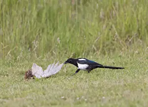 Magpie - youngster feeding on Pheasant in meadow - Bedfordshire UK 11036