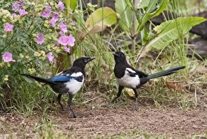 Images Dated 7th August 2010: Magpie - youngsters feeding on ants