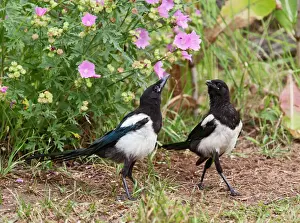 Corvid Prints: Magpie - youngsters interacting in garden - Bedfordshire UK 11088