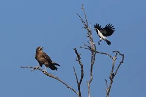 Magpielark A male magpielark hassling a Brown Falcon