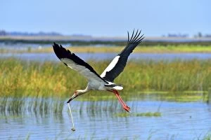 Argentinian Gallery: Maguari Stork
