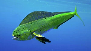 Images Dated 11th January 2017: Mahimahi / Common Dolphinfish (composite image)