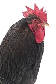 Comb Gallery: Mahogany Double-laced Barnevelder Chicken