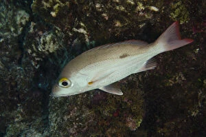 Mahogany Snapper (Lutjanus mahogoni), Bonaire