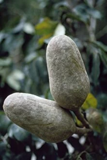 Images Dated 22nd September 2009: Mahogany Tree fruit / seed pod - close up of pods in canopy Amazonia Brazil South America