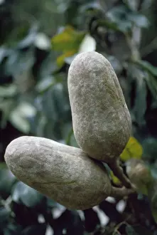 Pods Prints: Mahogany Tree fruit / seed pod - close up of pods in canopy Amazonia Brazil South America
